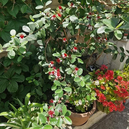 Appartamento Garden Tirana